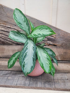 Chinese Evergreen