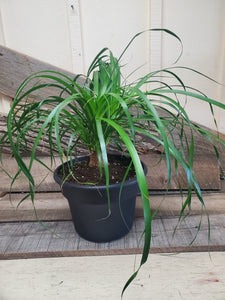 Ponytail Palm