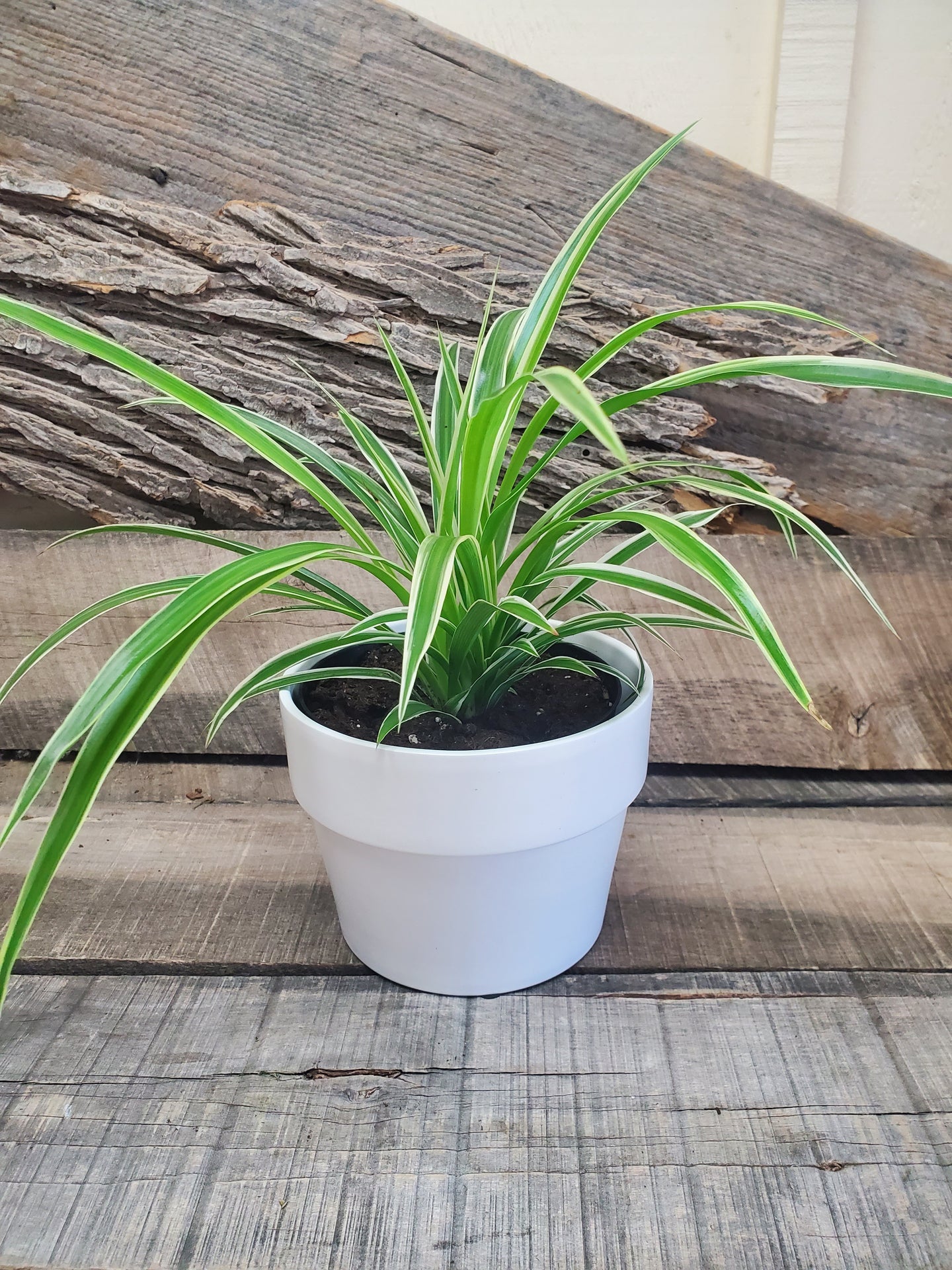 Spider Plant